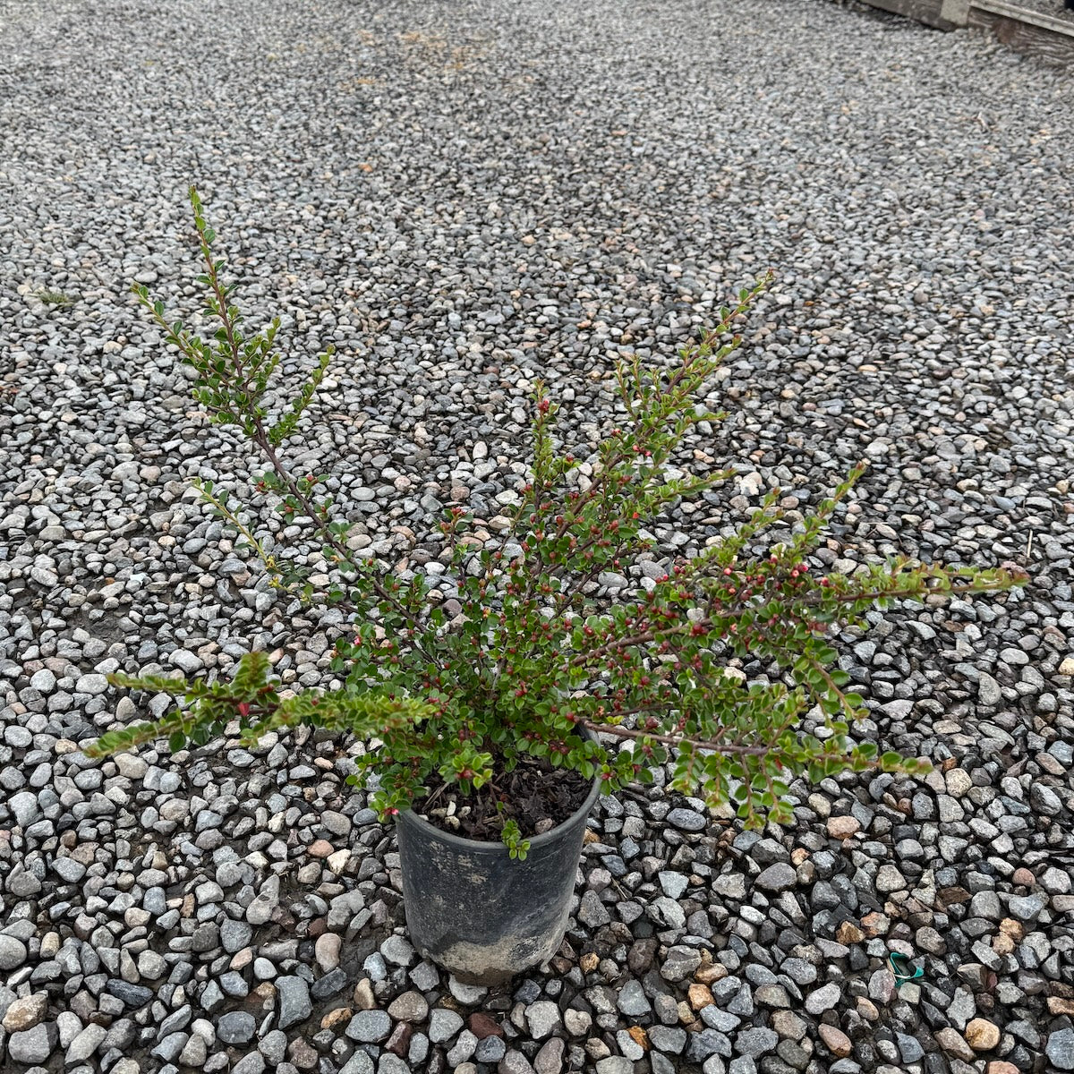 Cotoneaster horizontalis