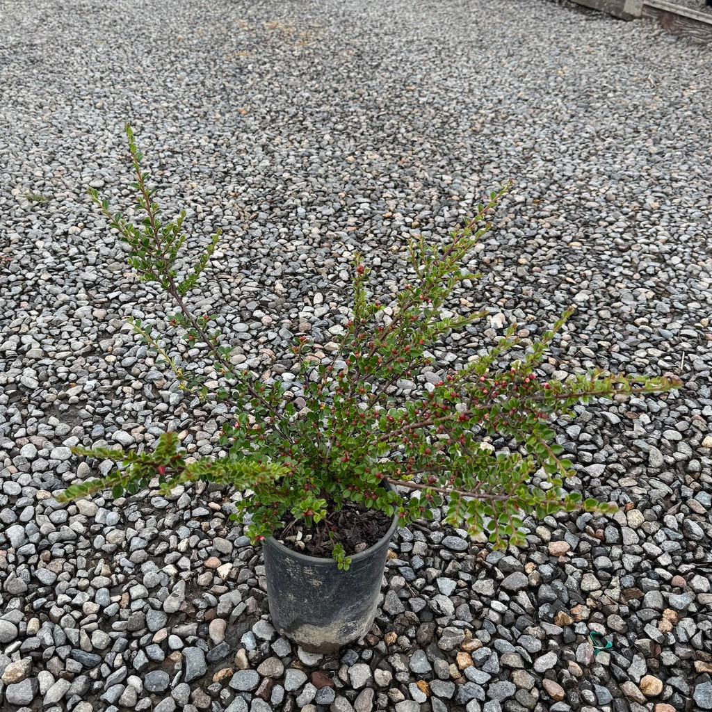 Cotoneaster horizontalis