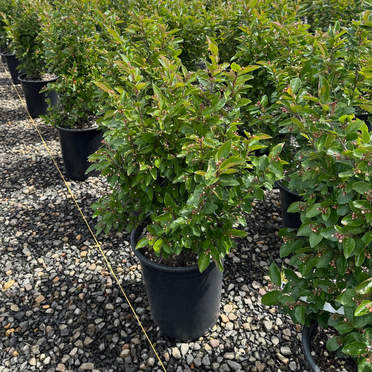 Cotoneaster lucidus