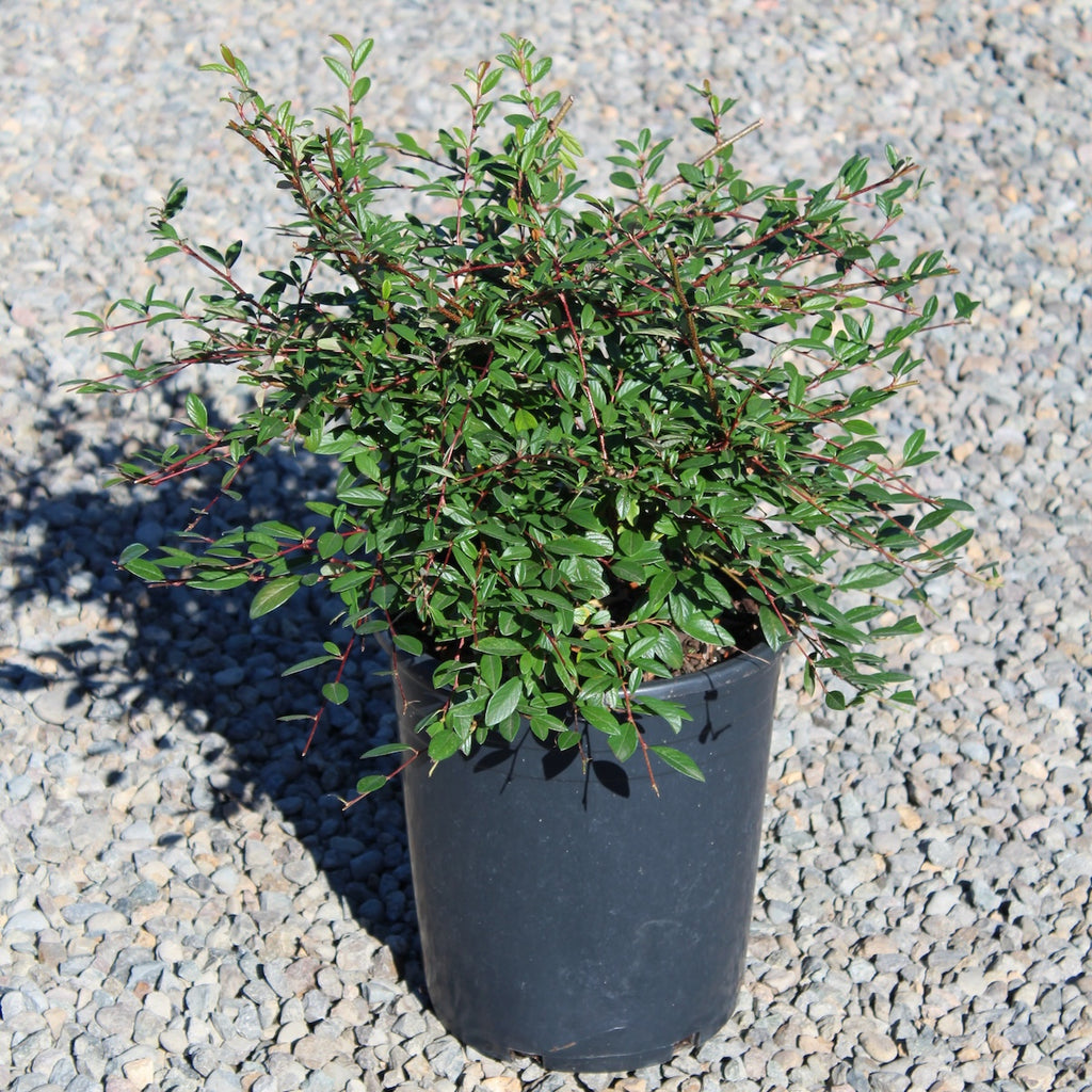 Cotoneaster salicifolius 'Repens'