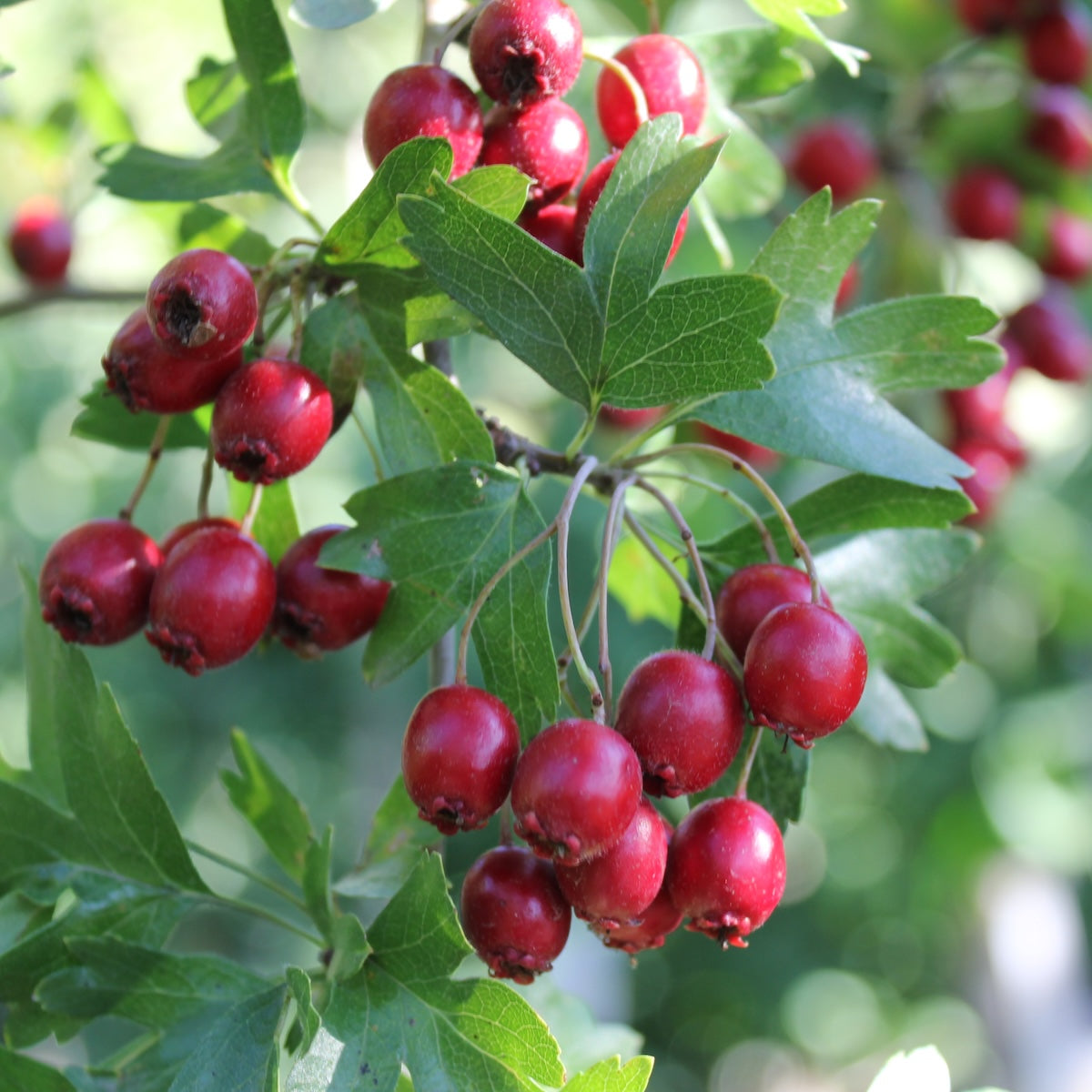 Crataegus l. 'Pauls Scarlet' (pink)