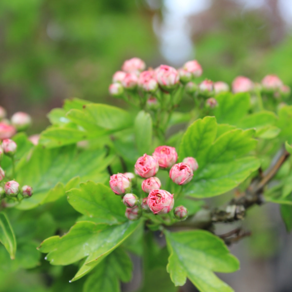 Crataegus l. 'Pauls Scarlet' (pink)