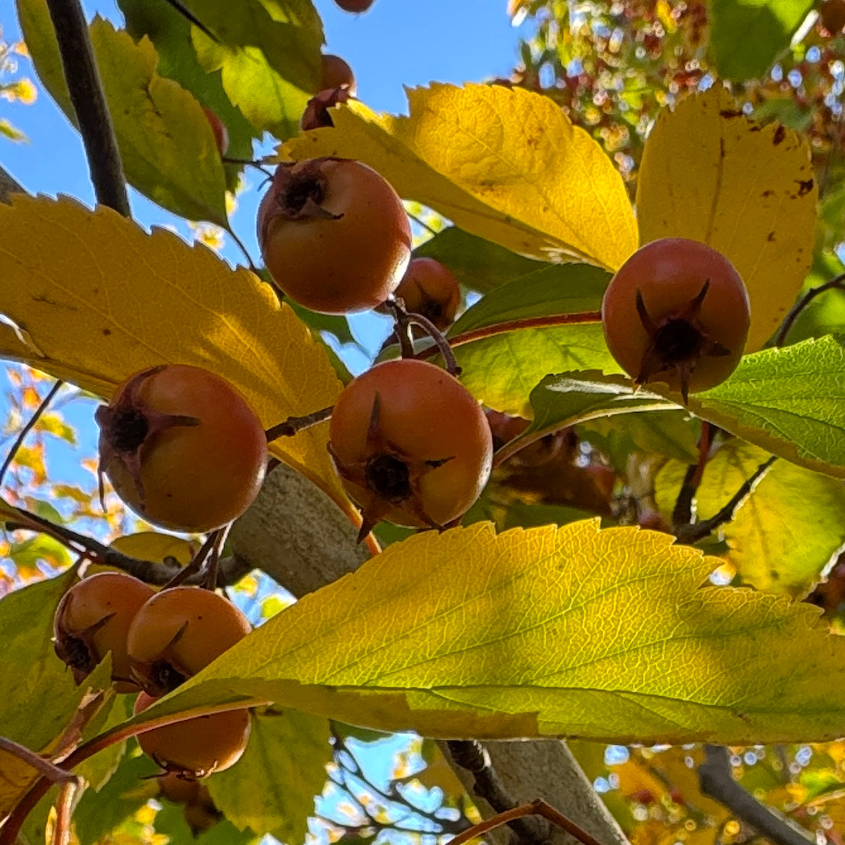Crataegus viridis 'Winter King' (white)