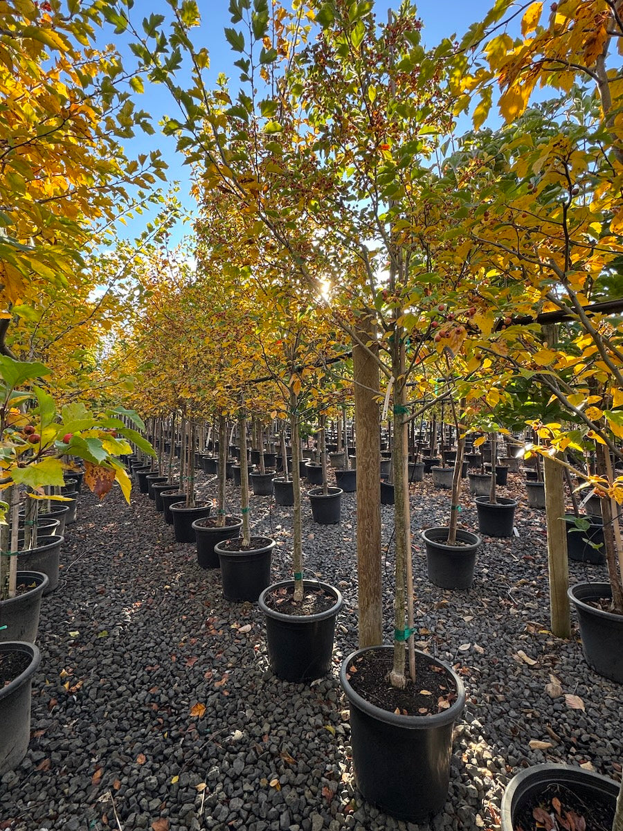 Crataegus viridis 'Winter King' (white)