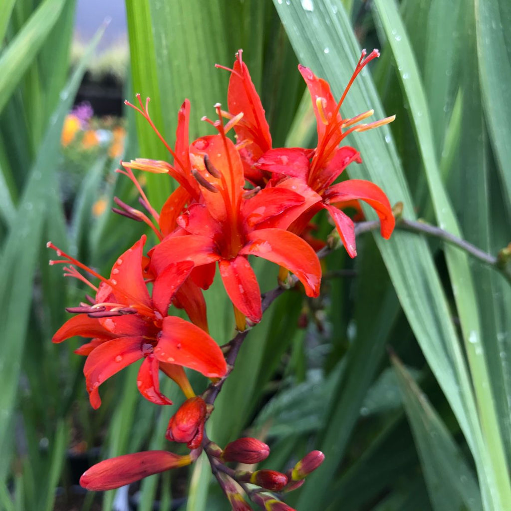 Crocosmia 'Lucifer' (red)