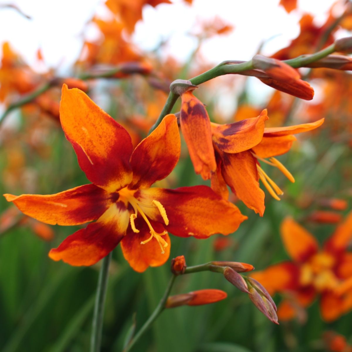 Crocosmia 'Emily McKenzie' (orange)