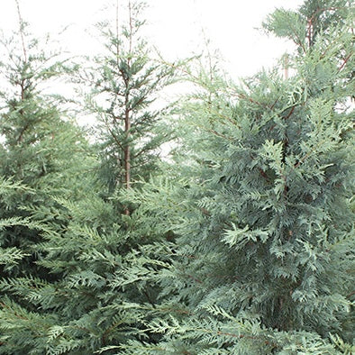 Cupressocyparis ley. 'Naylor's Blue'