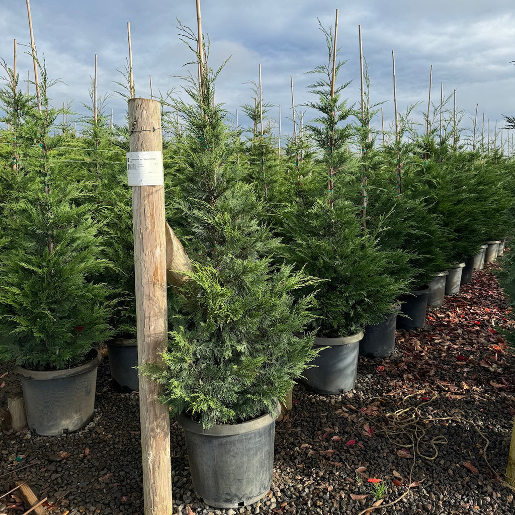 Cupressocyparis ley. 'Island Green'