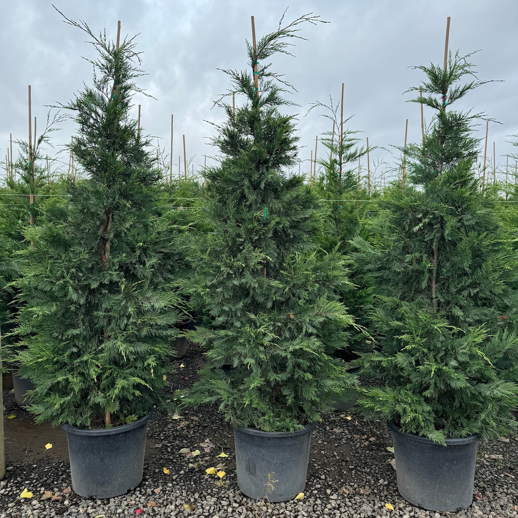 Cupressocyparis leylandii