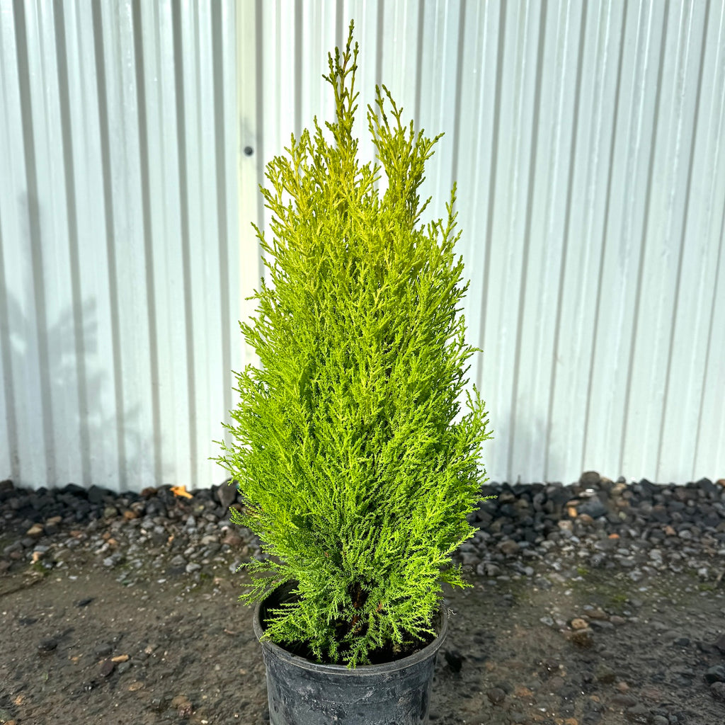 Cupressus macrocarpa 'Wilma Goldcrest'
