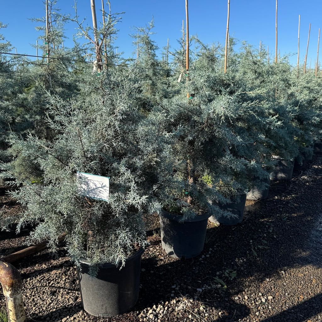 Cupressus arizonica 'Blue Ice'