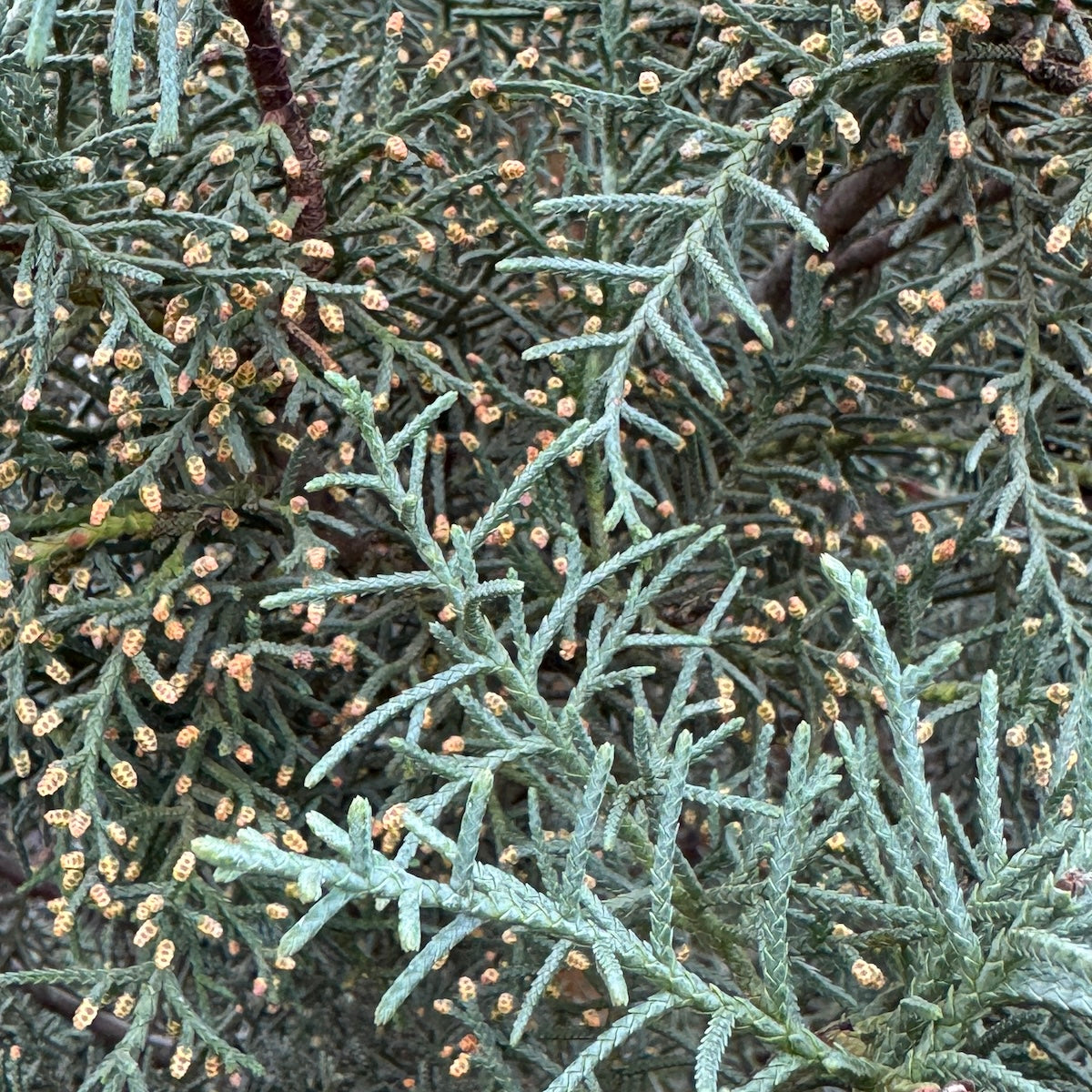 Cupressus arizonica 'Carolina Sapphire'