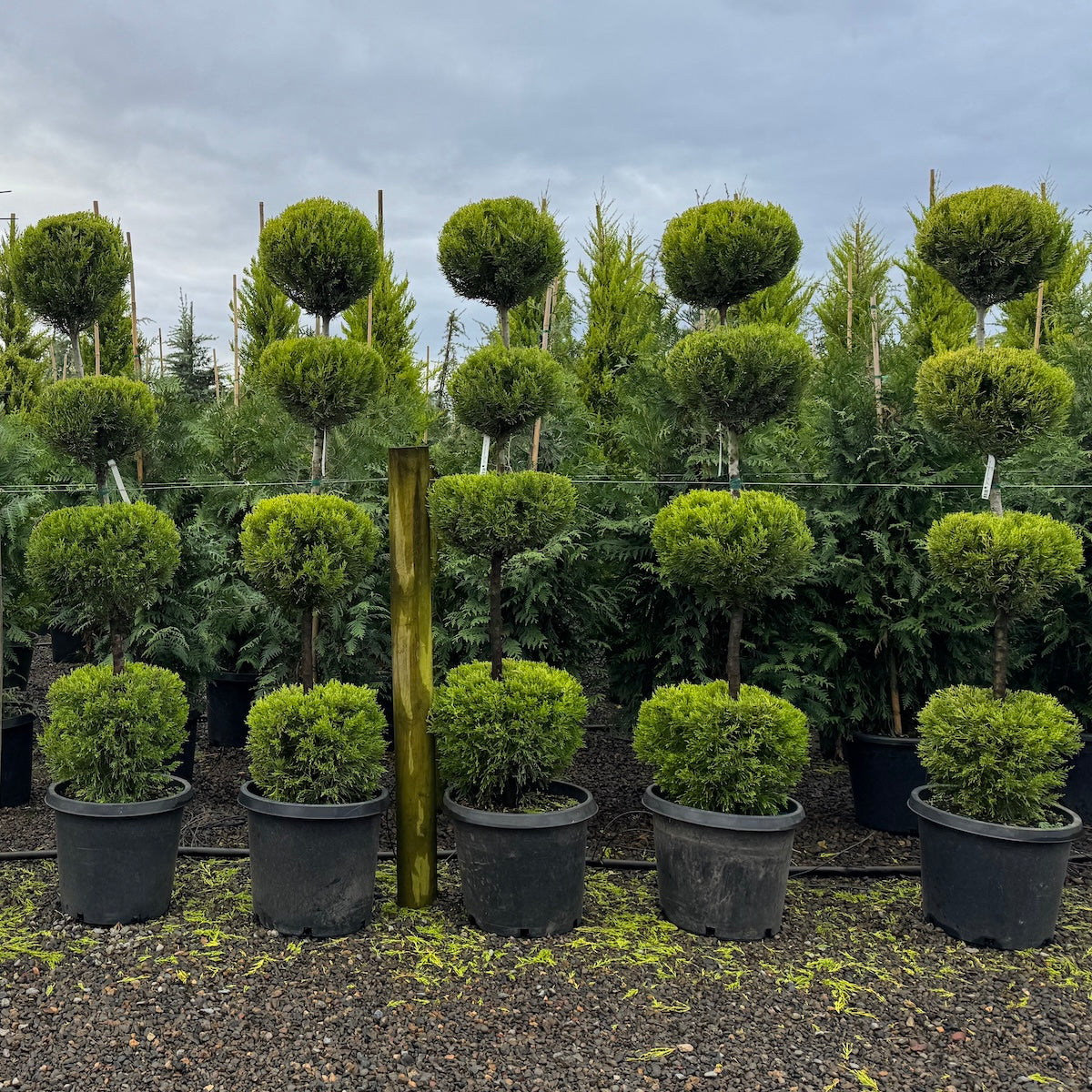 Cupressus macrocarpa 'Donard Gold', 4 Ball