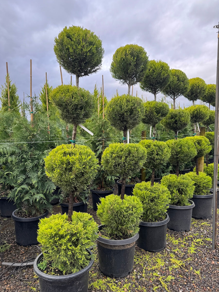 Cupressus macrocarpa 'Donard Gold', 4 Ball