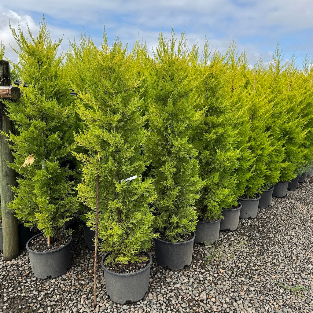 Cupressus macrocarpa 'Donard Gold'