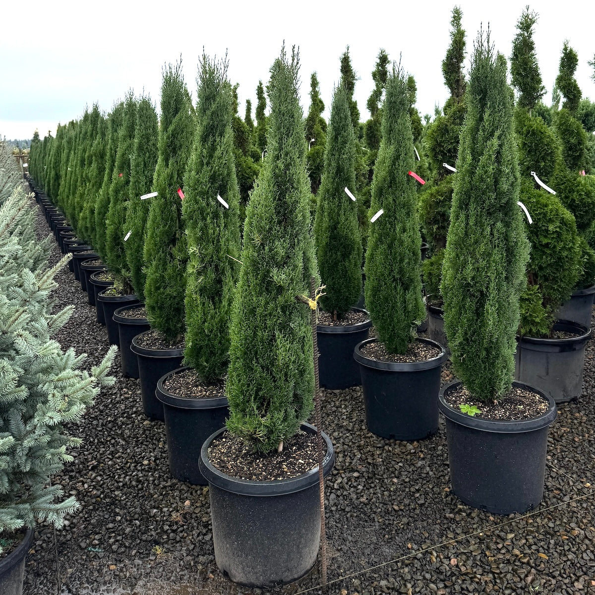 Cupressus s. 'Tiny Tower'