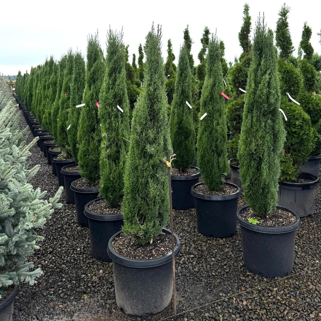 Cupressus s. 'Tiny Tower'