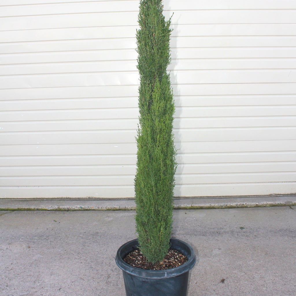 Cupressus s. 'Compacta'