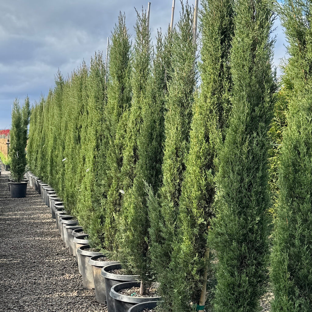 Cupressus semp. 'Glauca'