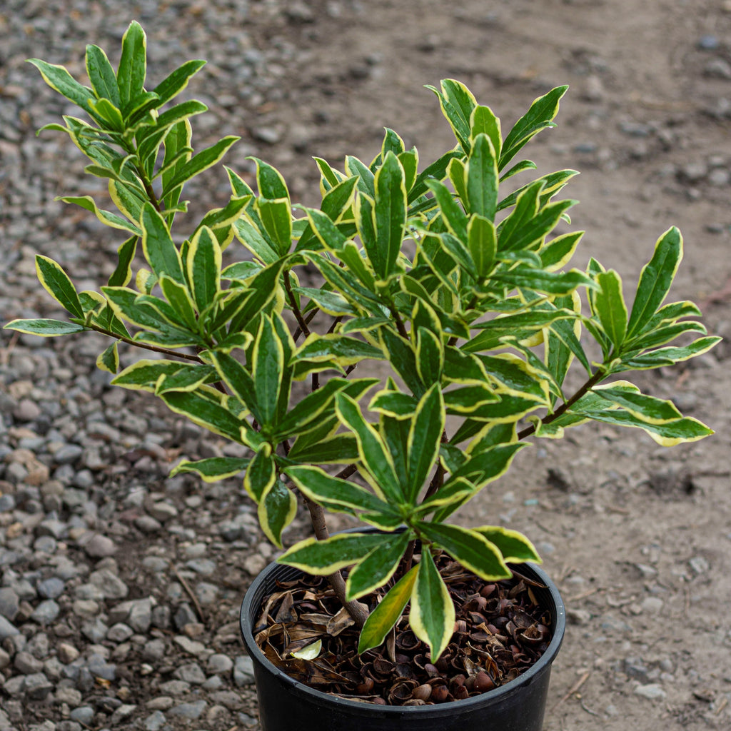 Daphne odora 'Marianni' PP21820