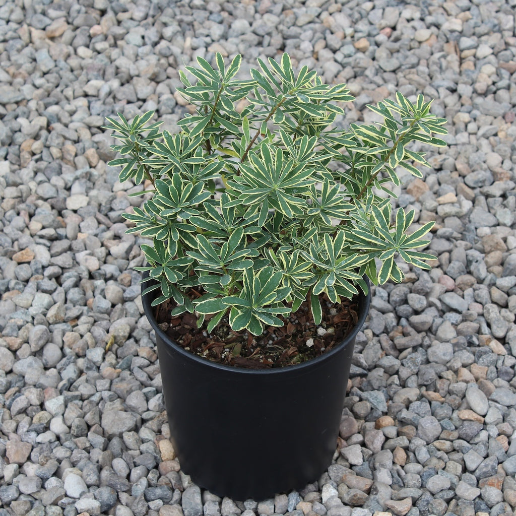 Daphne x b. 'Carol Mackie'
