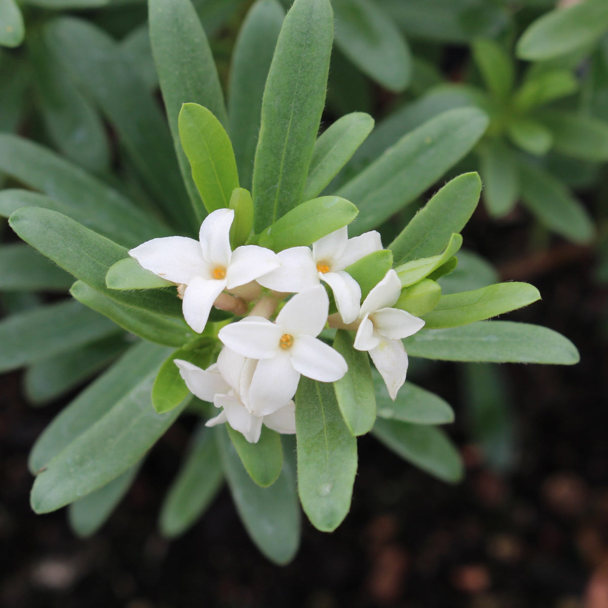 Daphne x transatlantica 'Eternal Fragrance' PP18361