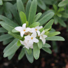 Daphne x transatlantica 'Eternal Fragrance' PP18361 – Loen Nursery