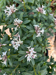 Daphne x transatlantica 'Eternal Fragrance' PP18361 – Loen Nursery