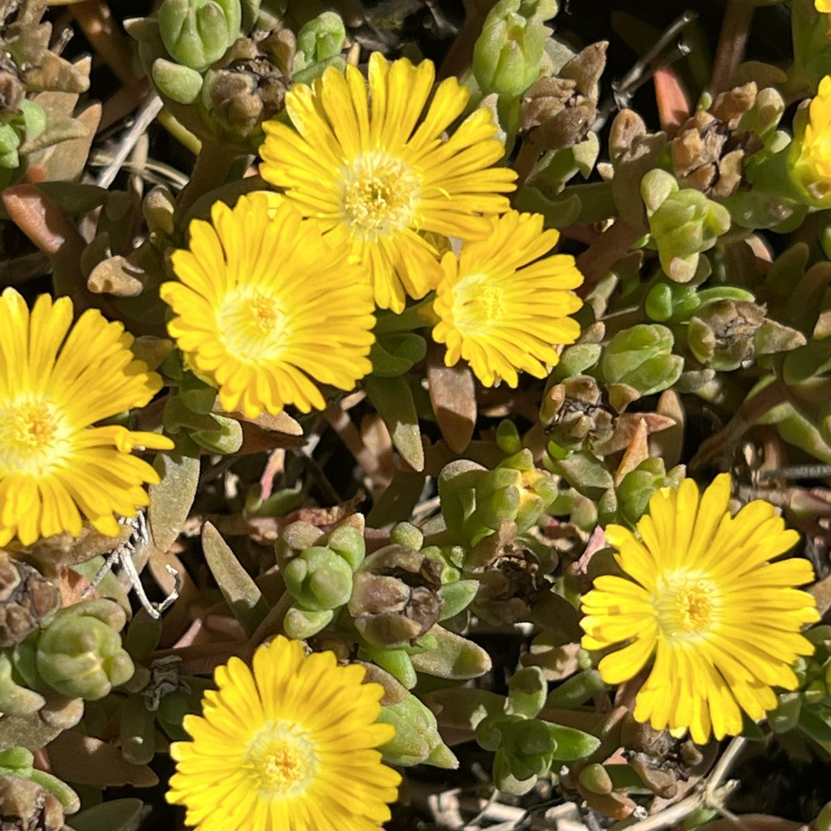 Delosperma WHEELS OF WONDER™ Golden Wonder PP25684