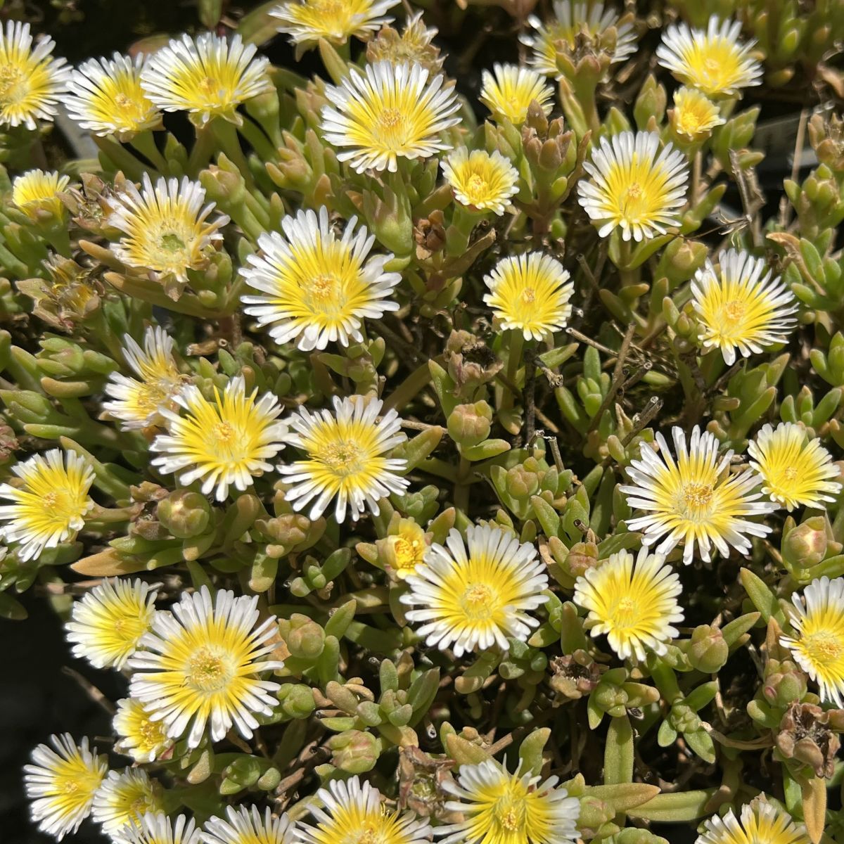 Delosperma WHEELS OF WONDER™ Limoncello PPAF