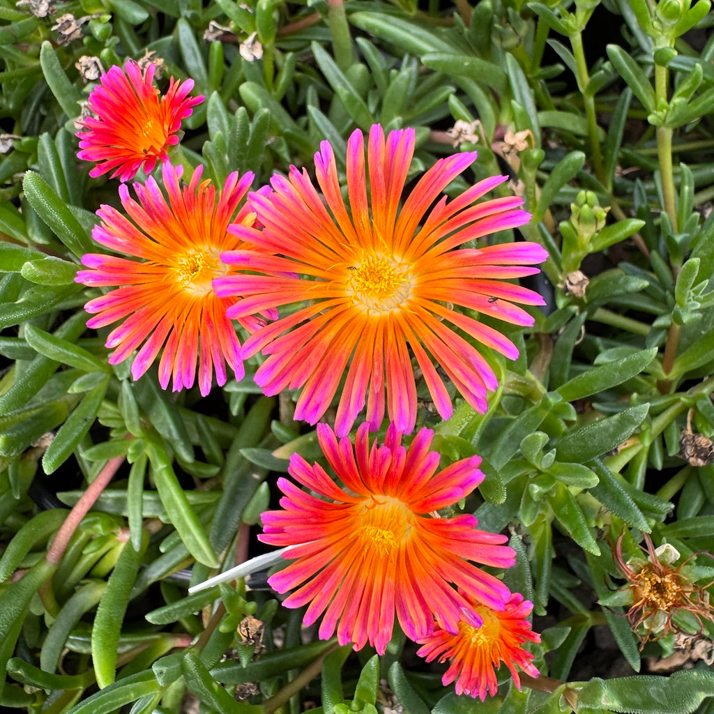 Delosperma 'Ocean Sunset Orange Glow'
