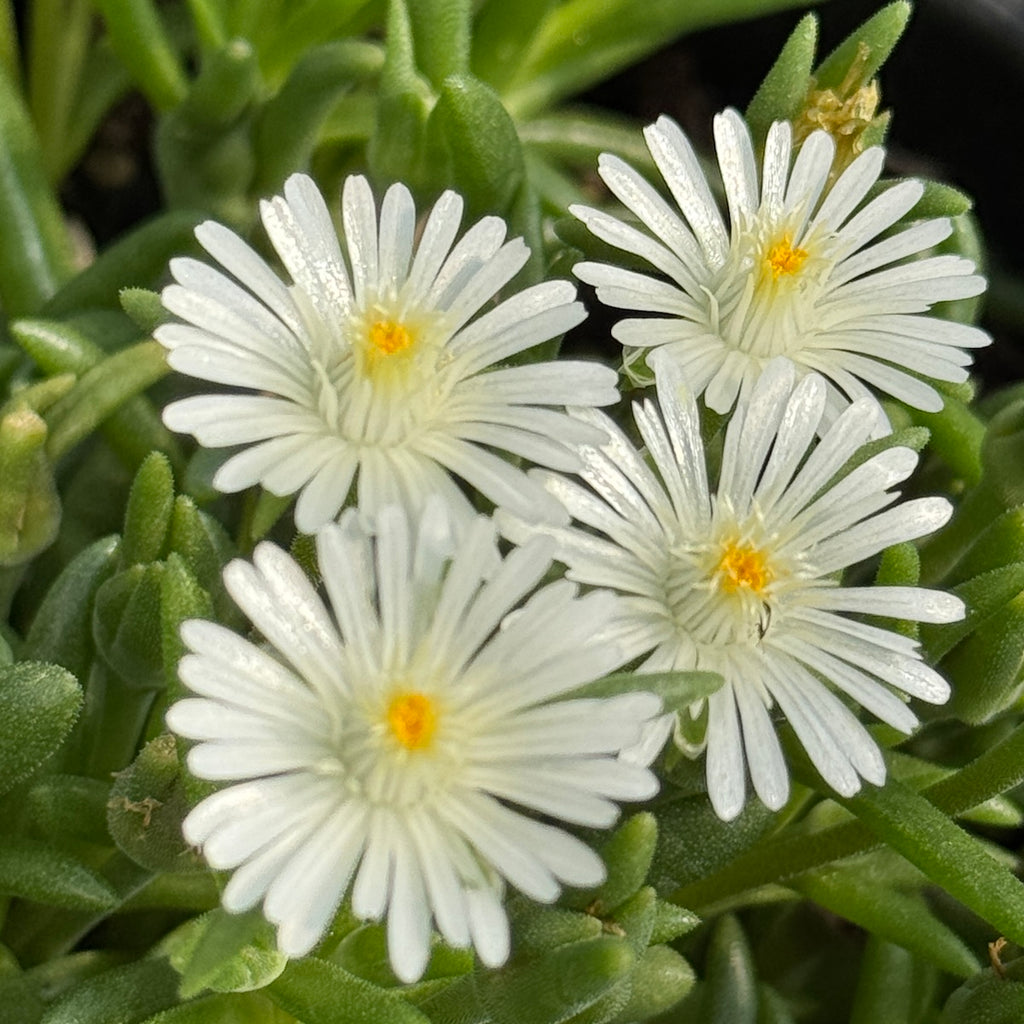 Delosperma cooperi 'Jewel of the Desert Moonstone'