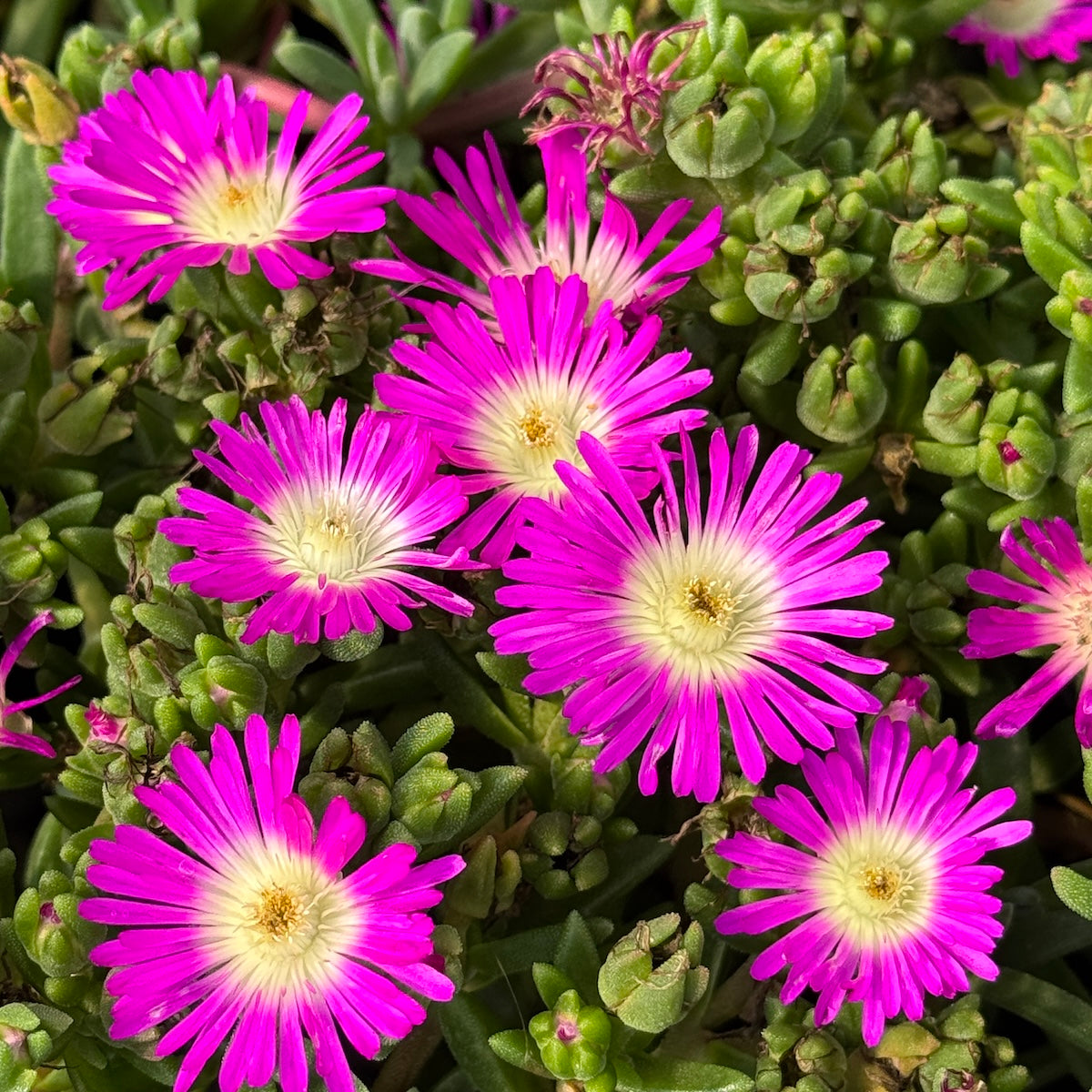 Delosperma hybrid 'Ocean Sunset Violet Flare' ('Florsaika')