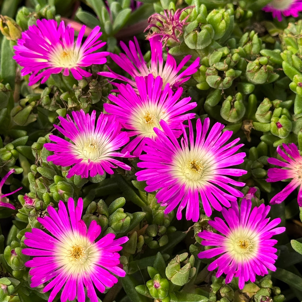 Delosperma hybrid 'Ocean Sunset Violet Flare' ('Florsaika')
