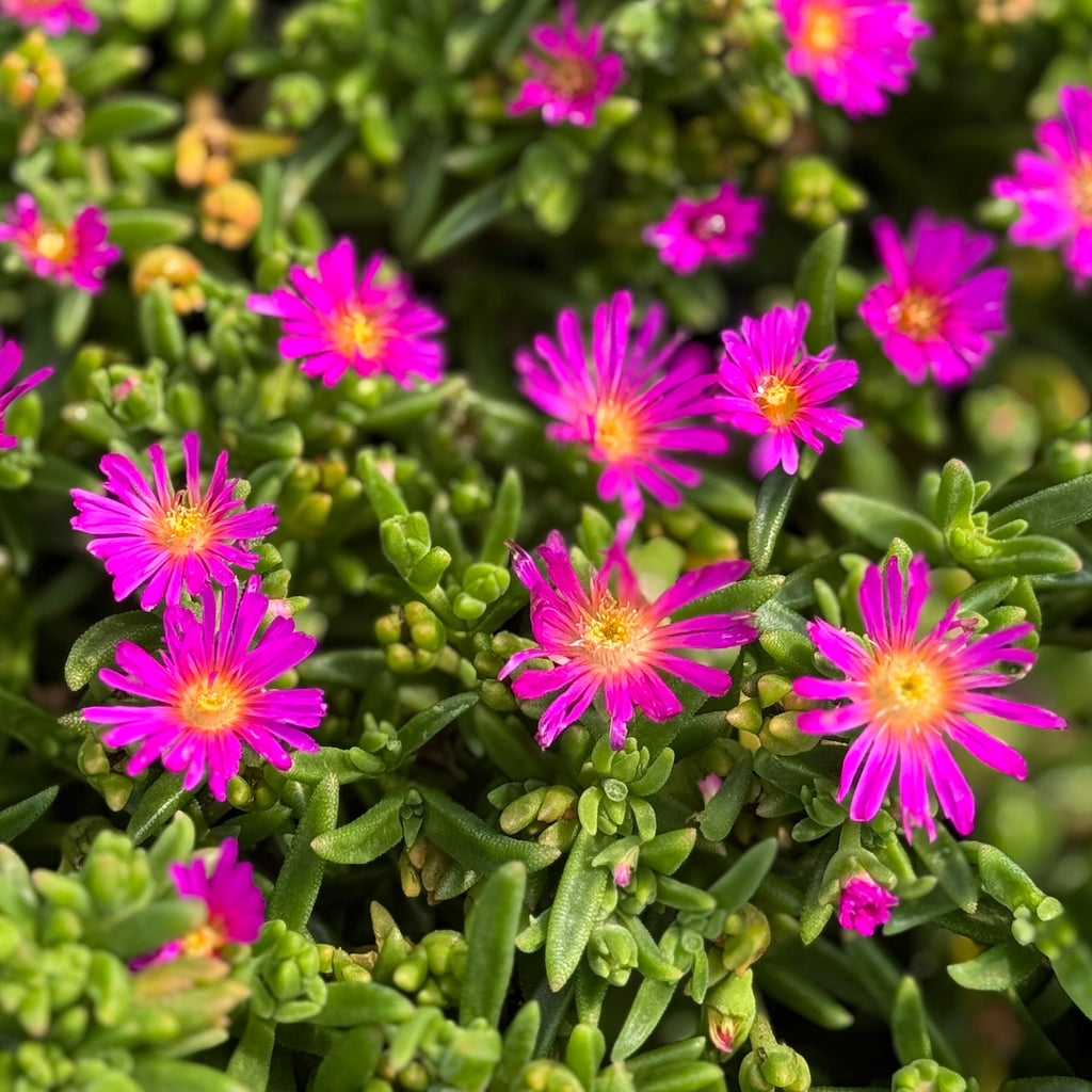 Delosperma hybrid 'Ocean Sunset Violet'