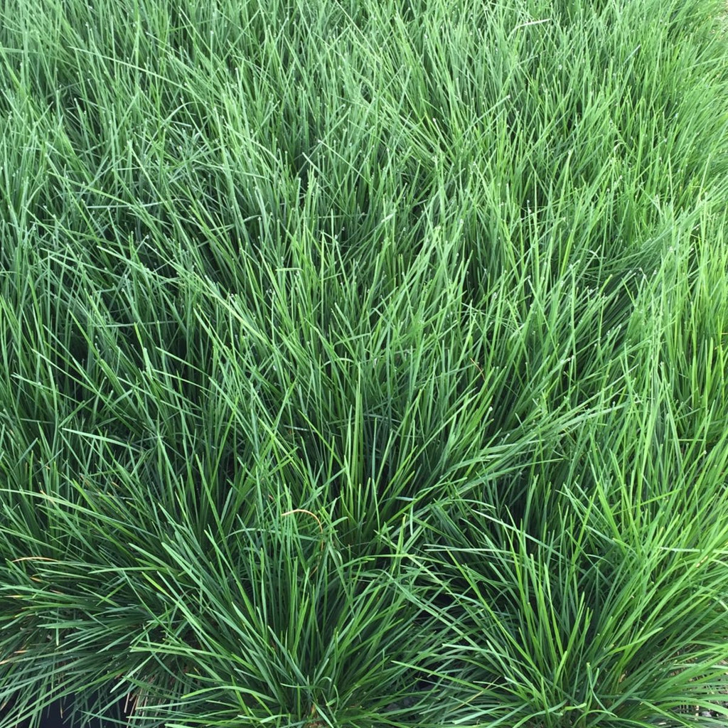 Grass, Deschampsia c. 'Bronzeschlier'