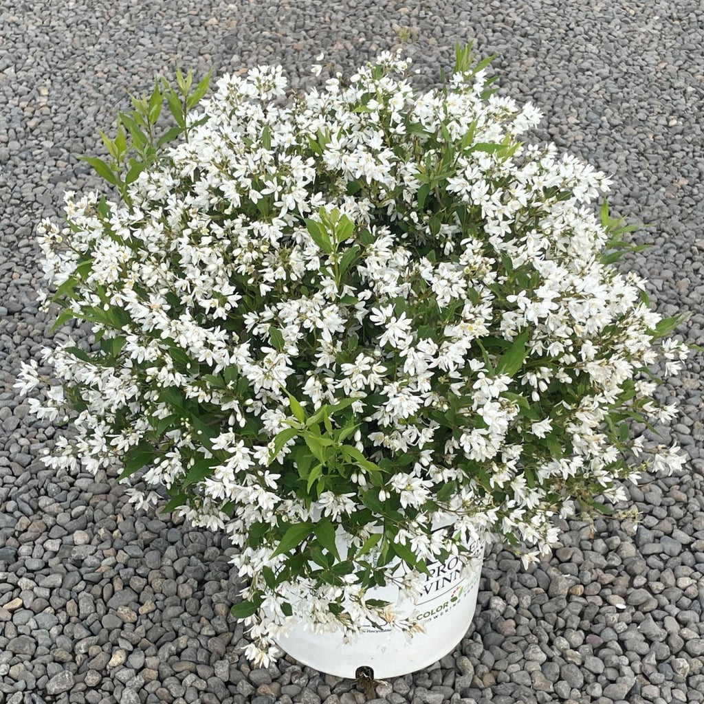 Deutzia x. YUKI SNOWFLAKE® PW PP25916 (white)