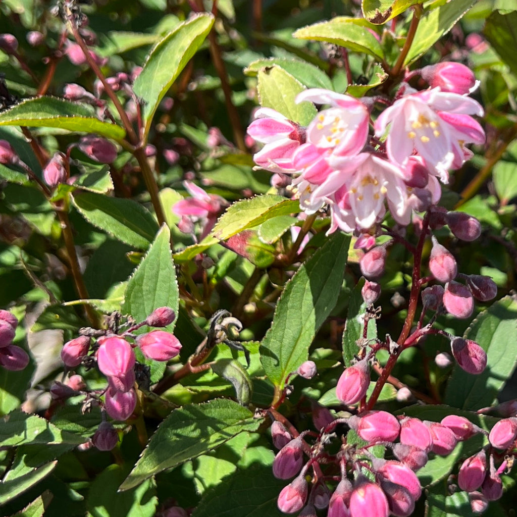Deutzia rosea 'Nikko Blush' (pink/white)