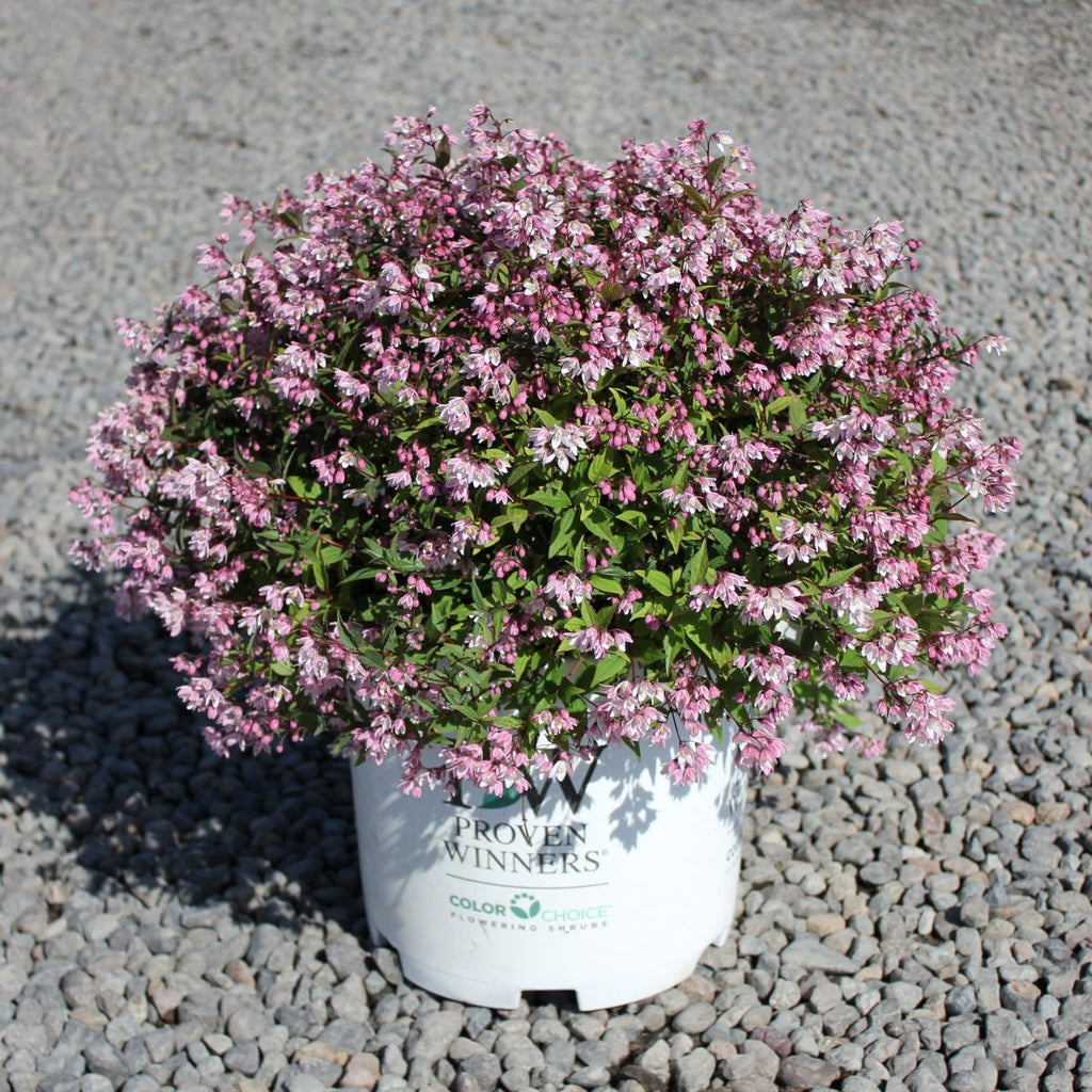 Deutzia x. COLOR CHOICE® YUKI CHERRY BLOSSOM® PW PP28347 (pink)