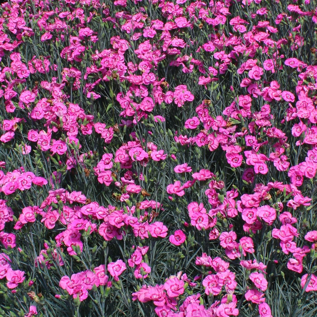 Dianthus AMERICAN PIE™ Bumbleberry PPAF (rose pink)