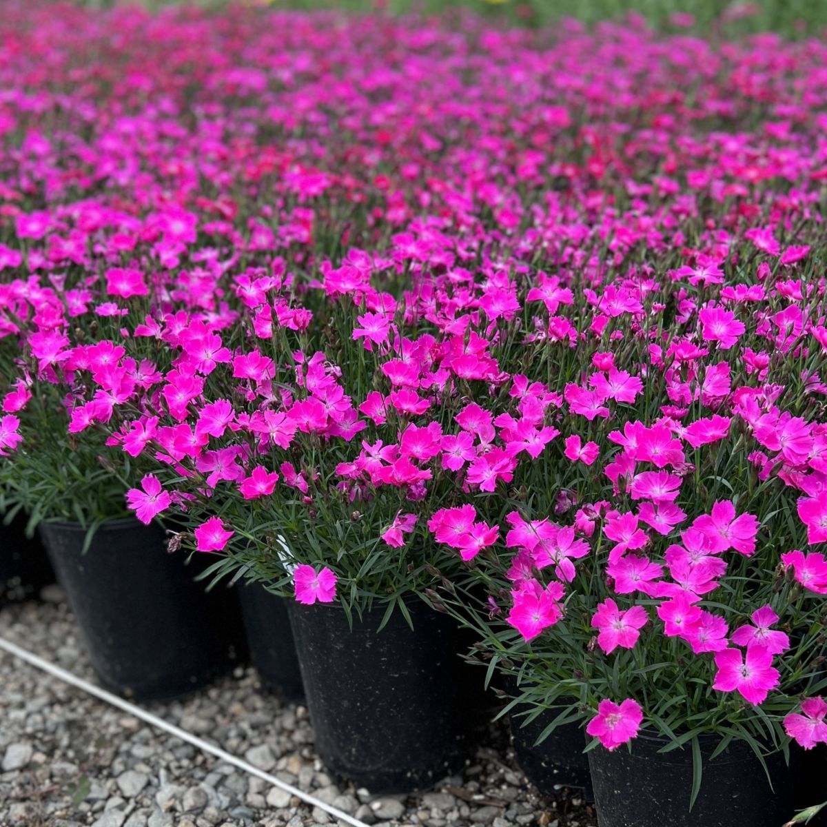 Dianthus BEAUTIES® KAHORI PINK® (pink)