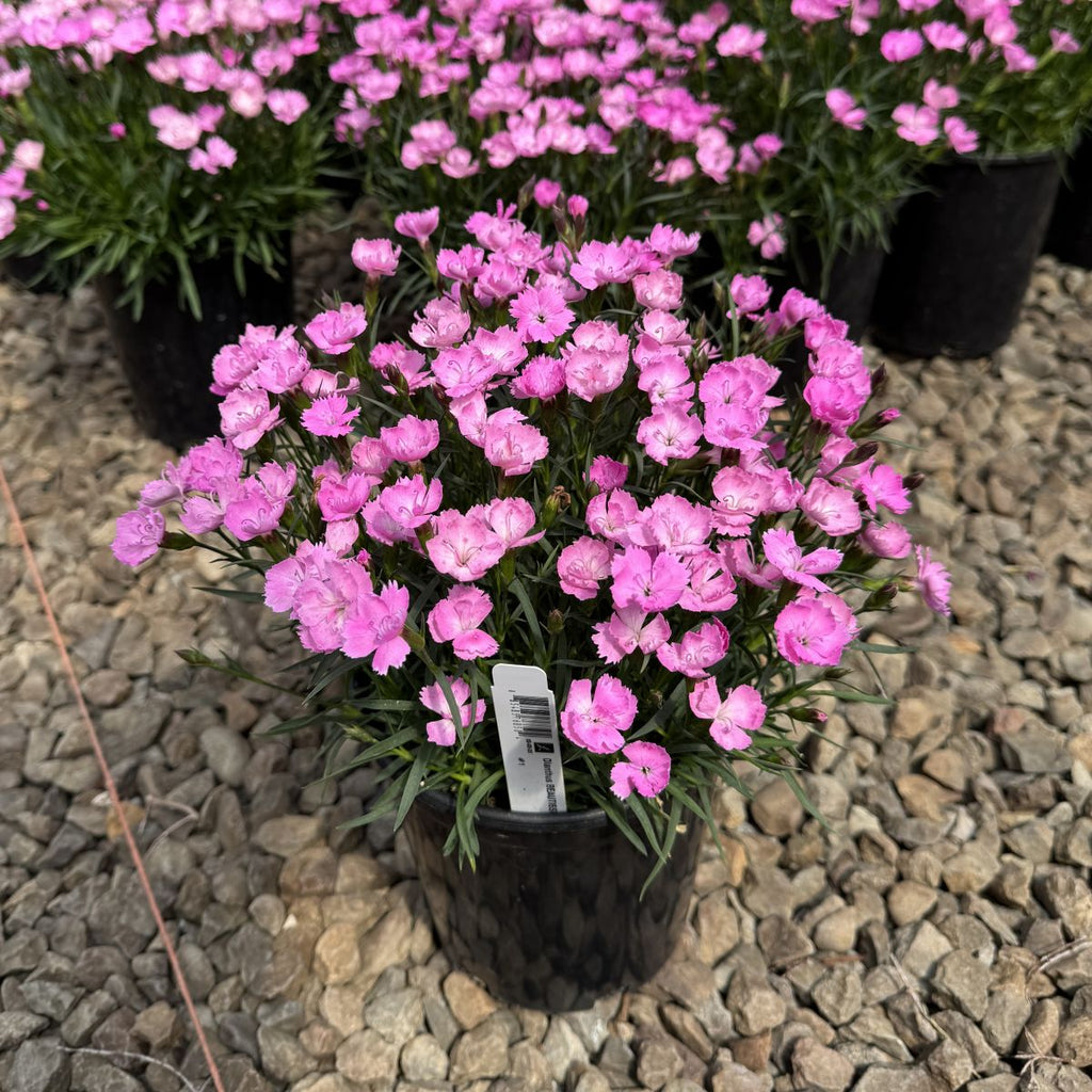 Dianthus BEAUTIES® Kahori 'Vida'  (purple)
