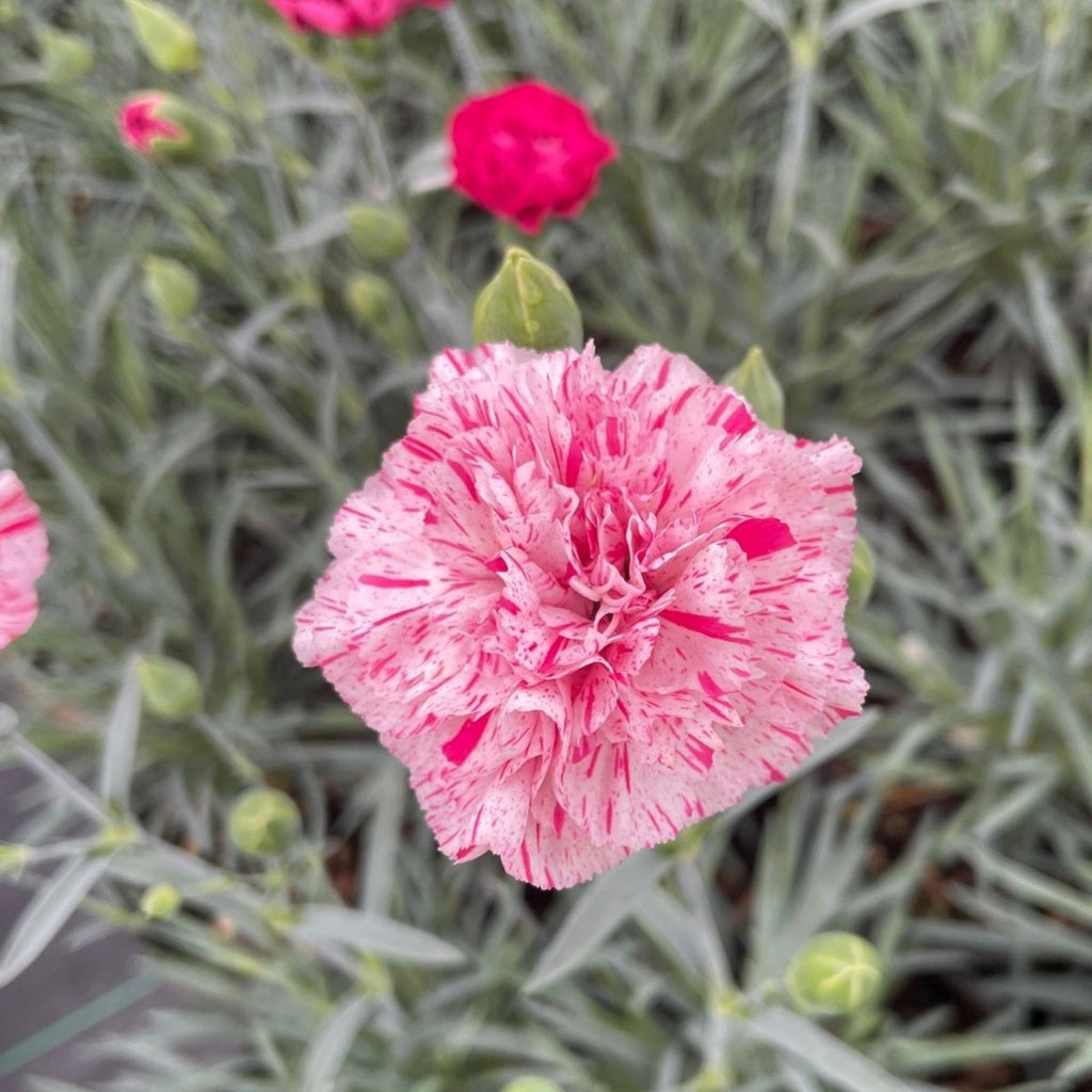 Dianthus DEVON COTTAGE™ Pinball Wizard PPAF (double pink and white)
