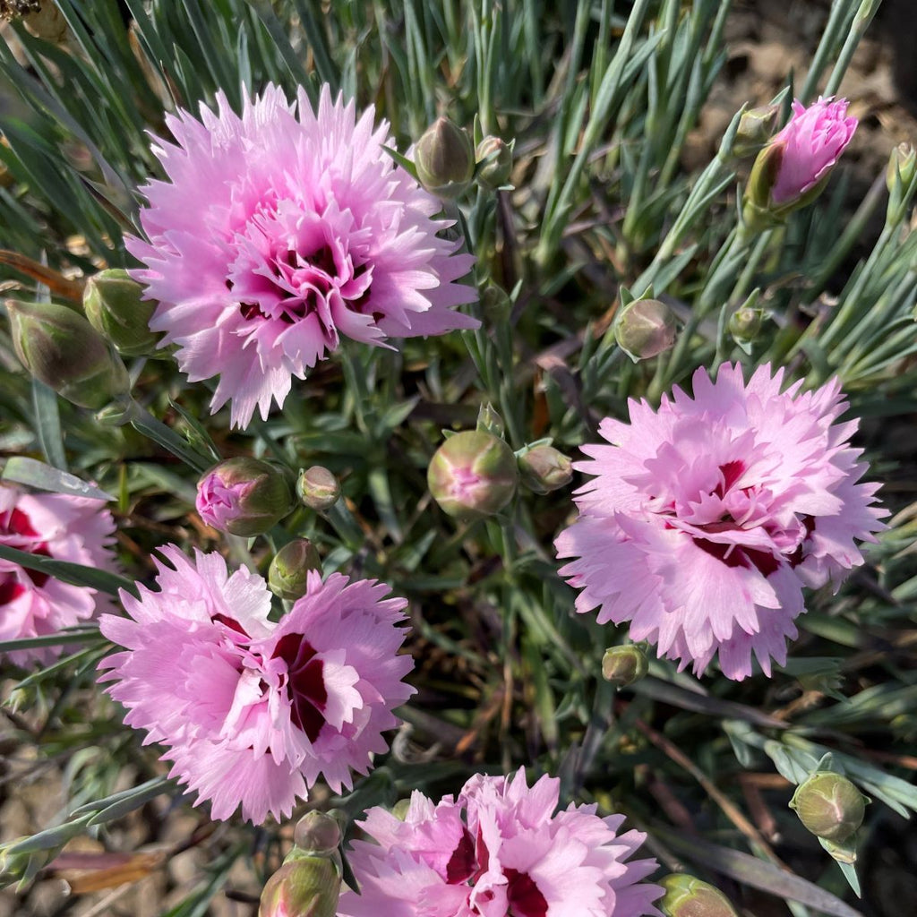 Dianthus EARLY BIRDS™ Fizzy PP21394 (double pink)