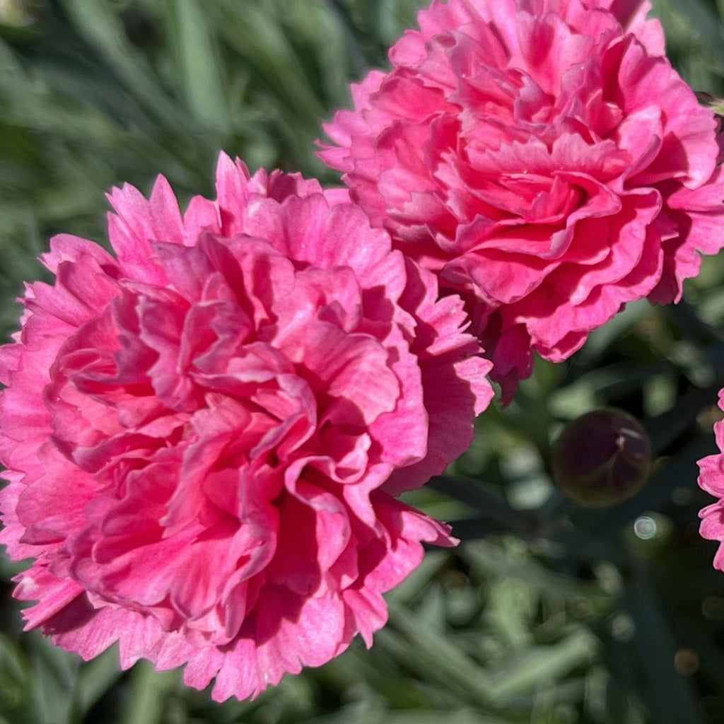 Dianthus EARLY BIRDS™ 'Sherbet' PP21418 (pink)