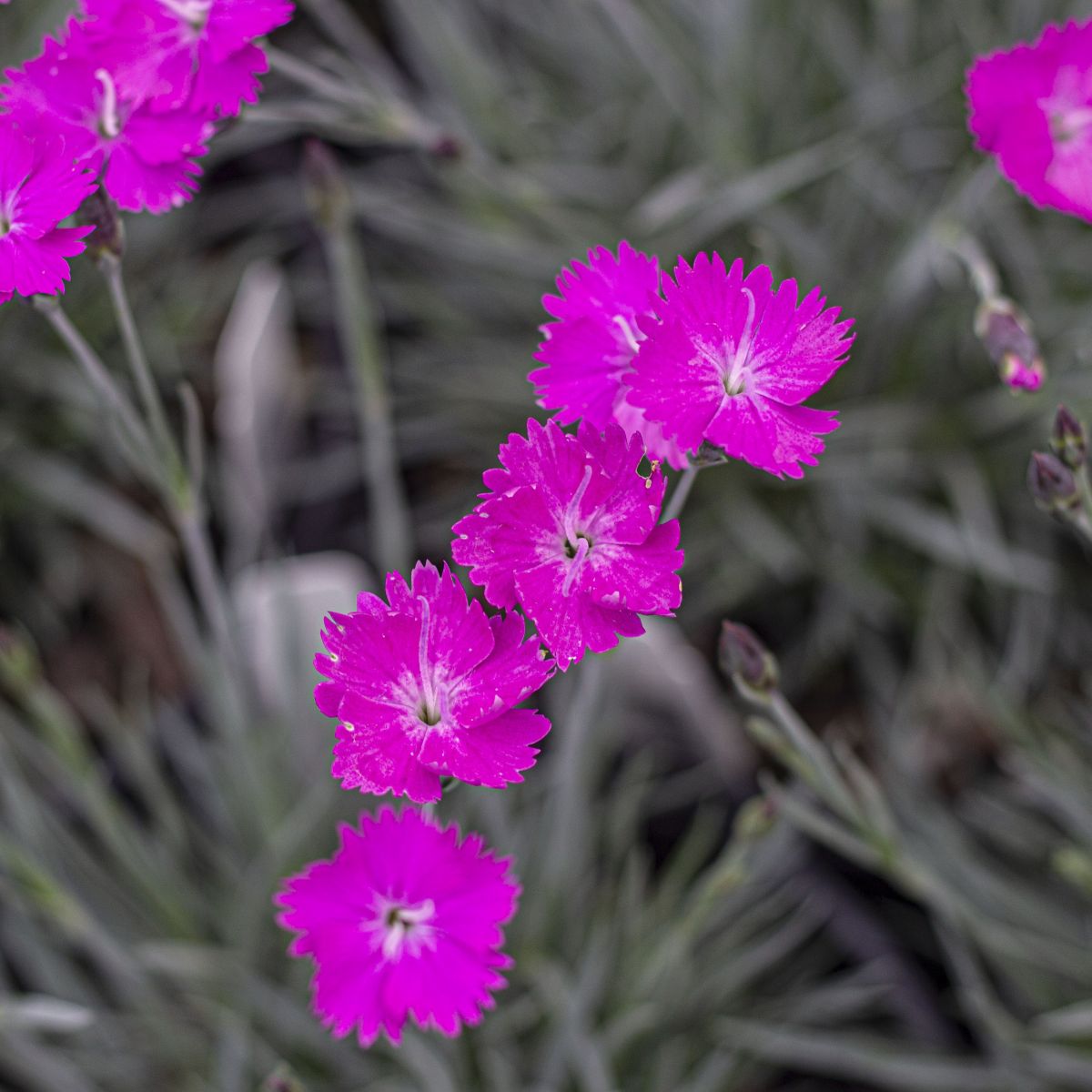 Dianthus 'Firewitch' (magenta)