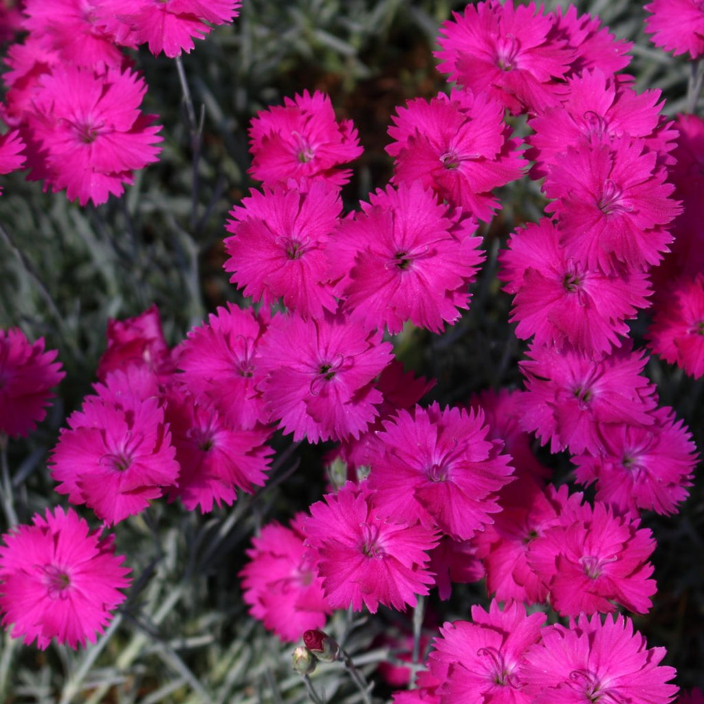 Dianthus 'Neon Star' PP14549 (hot pink)