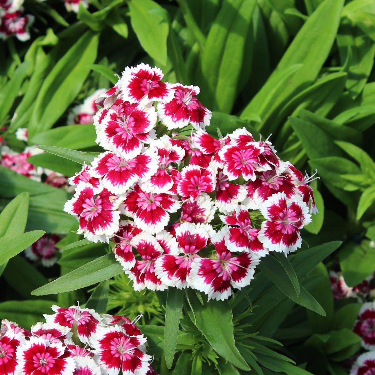 Dianthus barbatus BARBARINI™ 'Red Picotee' (red and white)
