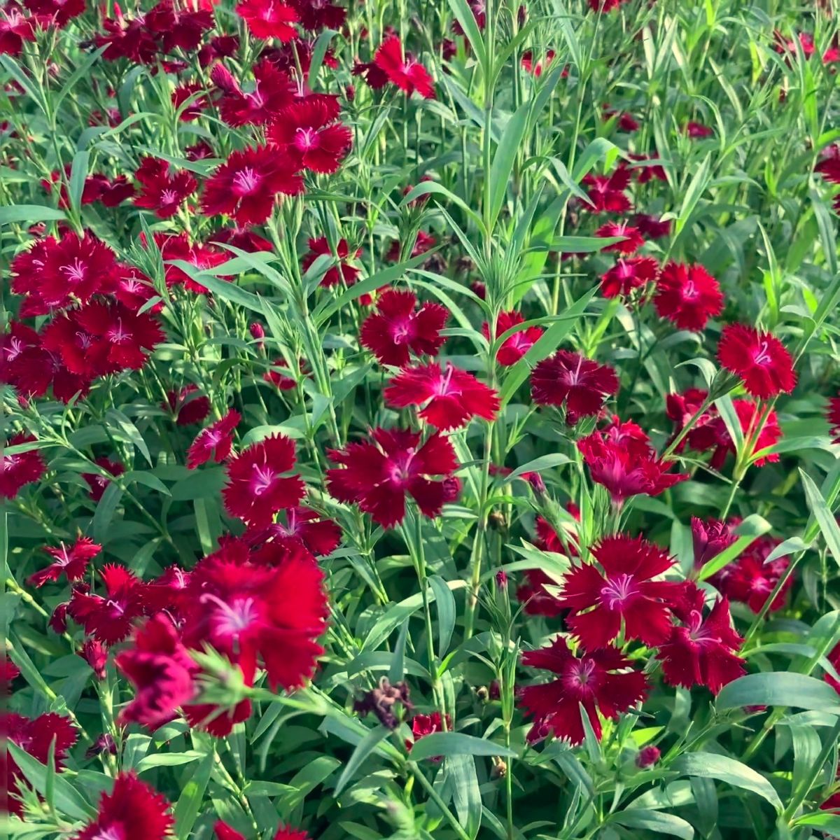 Dianthus barbatus 'Rockin' (red)