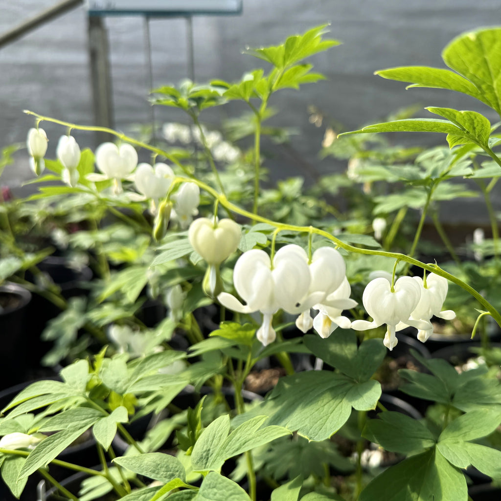 Dicentra s. 'Alba' (white)